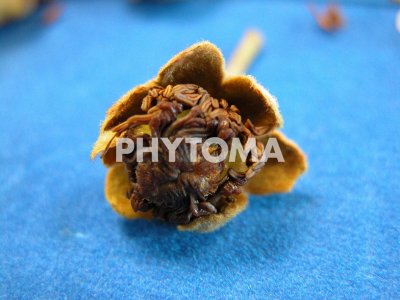Meloidogyne hapla